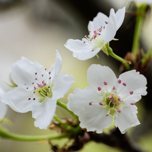 女同志舌吻一区二区三区软件
